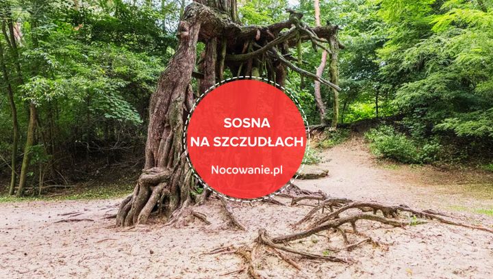 Sosna na szczudłach i inne atrakcje Buska-Zdroju