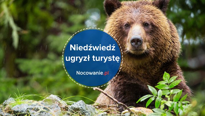 W Tatrach niedźwiedź pogryzł turystę! Jak do tego doszło?