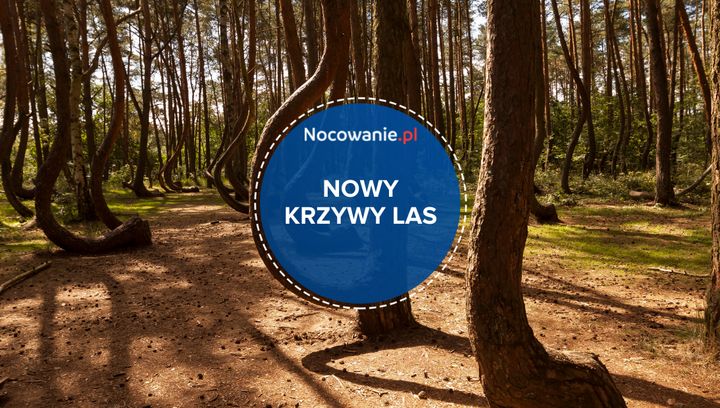 Nowy Krzywy Las? Jest plan rewitalizacji!