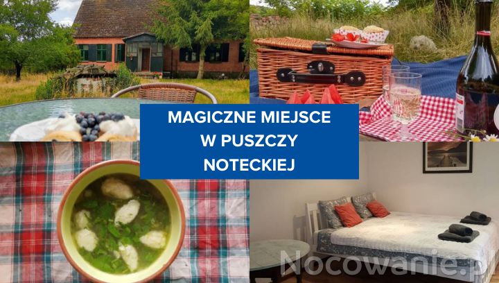 Magiczne miejsce w Puszczy Noteckiej. Poznaj Siedlisko Zaśpiew