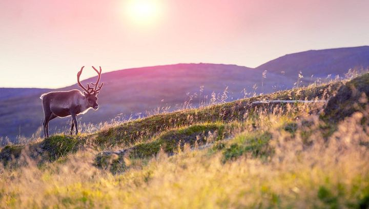 Finlandia w Karkonoszach? Odwiedź niezwykłą lapońską wioskę