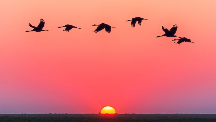 Birdwatching - nowy trend w polskiej turystyce. Gdzie go praktykować?