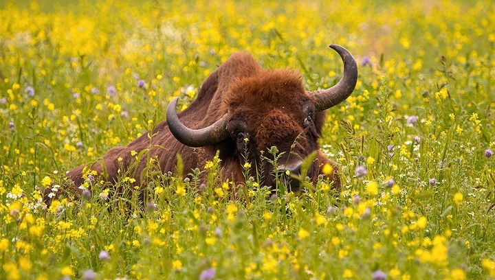 Polska jest piękna: Białowieża i Puszcza Białowieska 