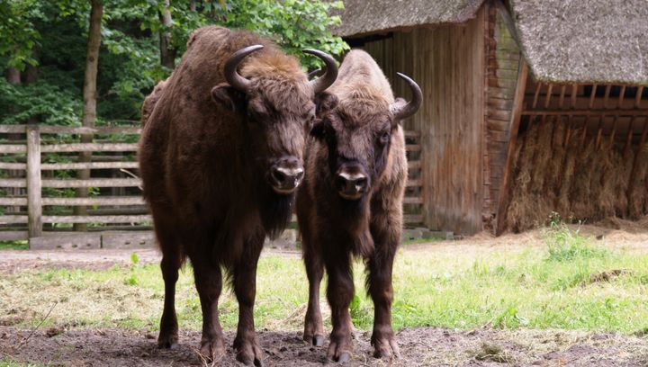 Żubry Bieszczady - odwiedź wyjątkową rodzinną atrakcję!