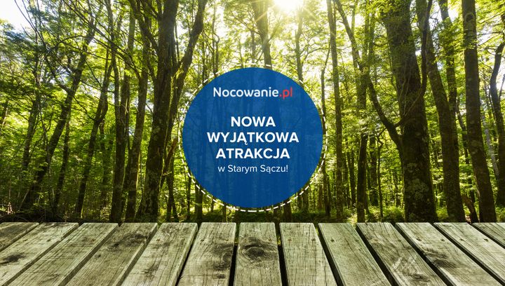 Wyrusz na wyjątkowy spacer po lesie! Nowa atrakcja turystyczna Starego Sącza