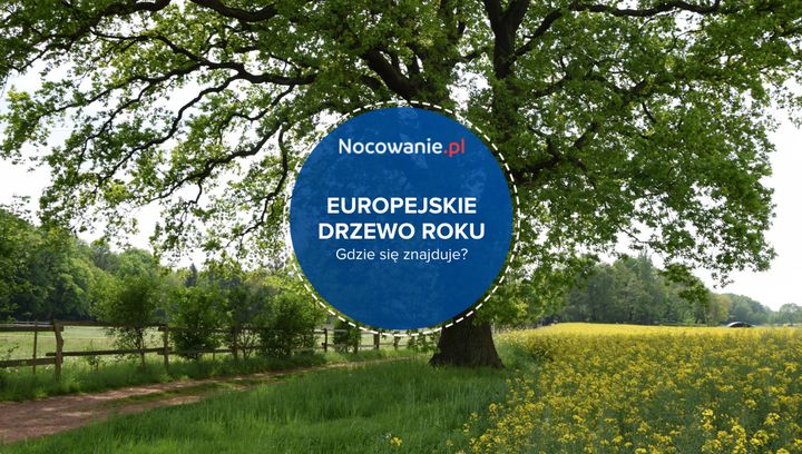 Europejskie Drzewo Roku pochodzi z Polski. Gdzie się znajduje?