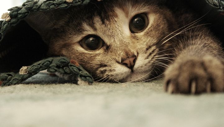 Światowy Dzień Kota. Gdzie wybrać się ze swoim pupilem?