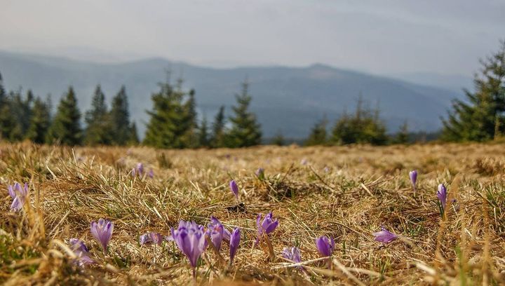 W poszukiwaniu krokusów w Beskidach - propozycje jednodniowych wycieczek