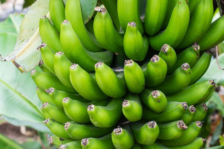 Zielone banany