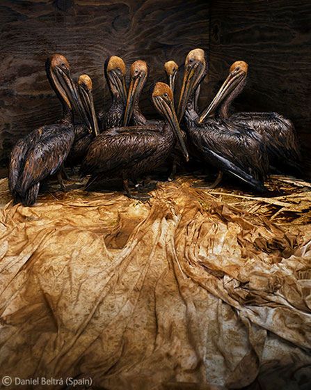 2011 Veolia Environnement Wildlife Photographer of the Year, fot. Daniel Beltra