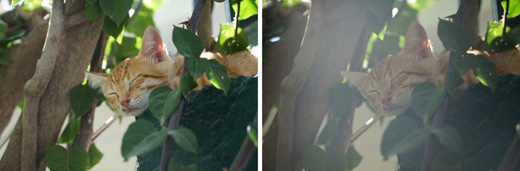 Po wydłużeniu zooma powyżej 100 mm, musimy wzmóc uwagę fotografując pod światło. Przy zdjęciu pokazanym po lewej ukryłem przód obiektywu w cieniu słupka ogrodzenia, a przy prawym wysunąłem się z niego o kilkanaście centymetrów. Efekt okazał się mocno nieciekawy. Ogniskowa 115 mm, przysłona f/6,3.
© Paweł Baldwin
