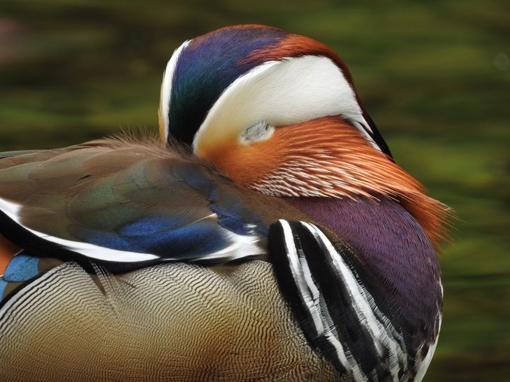 Ogniskowa 2000 mm, pełen kadr. Ech, jak łatwo fotografuje się drzemiące ptaki. Mandarynka co jakiś czas otwierała oko, więc oczywiście próbowałem ją sfotografować z okiem otwartym. Tyle, że dzień był pochmurny, a ja uparłem się używać ISO 100, więc ekspozycja trwała 1/25 s. Nic więc dziwnego, że na 20 wykonanych zdjęć w miarę nieporuszone okazały się tylko dwa. Rzecz jasna, oba z zamkniętym okiem.
© Paweł Baldwin