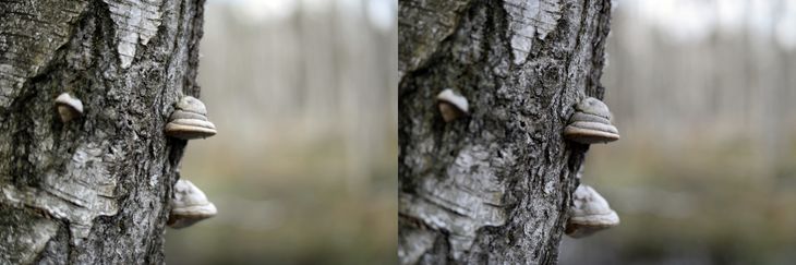 Przysłona f/1,4. Z lewej Nikkor 58 mm f/1.4G; z prawej Sigma 50 mm f/1,4 DG HSM „Art”. Pełna rozdzielczość © Jarosław Brzeziński