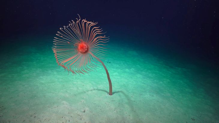 Hipnotyzujace Ujecia Z Glebi Oceanu Pokazuja Piekno Nieznanej Fauny Fotoblogia Pl