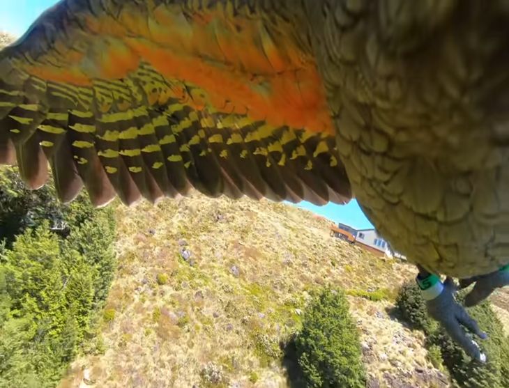 Papuga ukradła GoPro