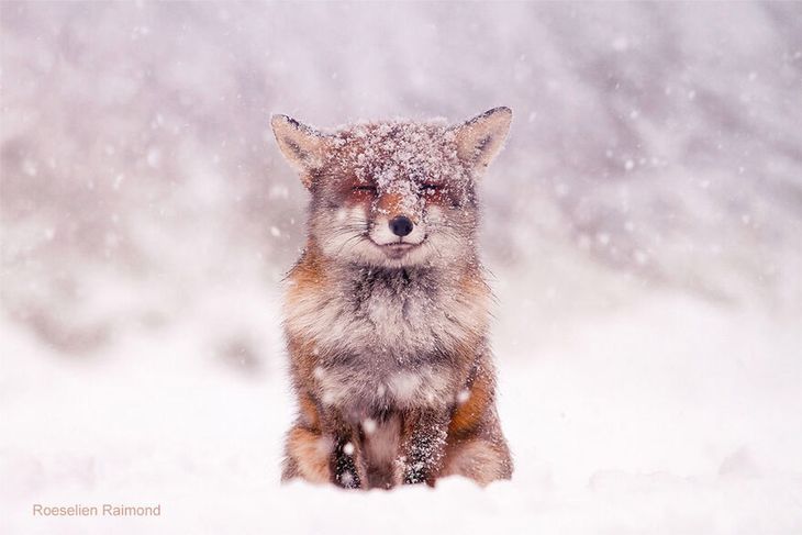 Ruda lisica cieszy się świeżym śniegiem.