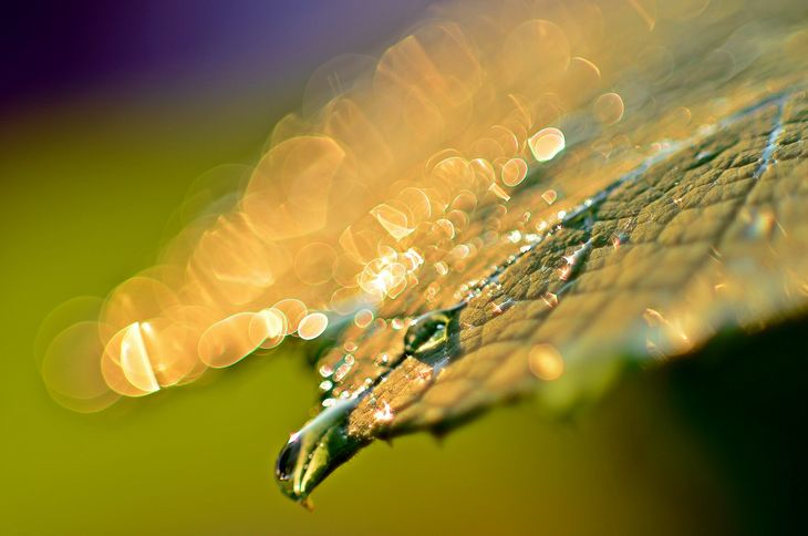 Nikon D5100, Nikkor 105 mm f/2D DC; ISO 100,
1/500s, f/2, pierścień DC ustawiony na Front 5,6 Pełna rozdzielczość
© Jarosław Brzeziński