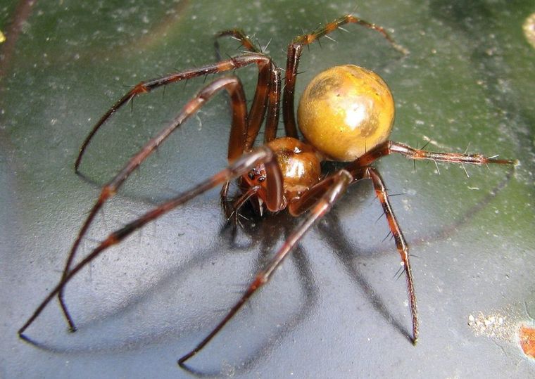 Jadowite pająki w Polsce, sieciarz jaskiniowy 