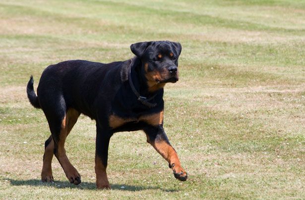 Rottweiler