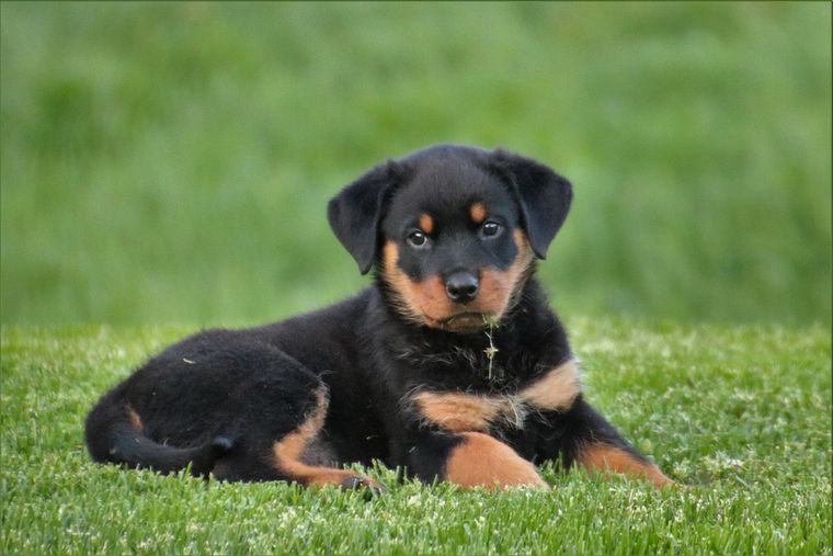 Rottweiler szczeniak