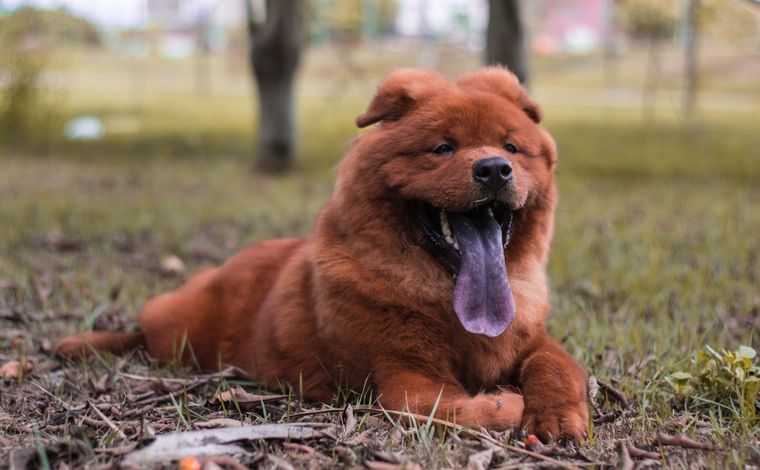 Pies z fioletowym językiem