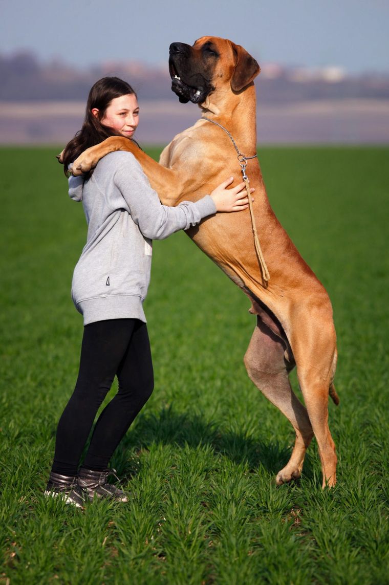 Dog niemiecki - największy pies świata