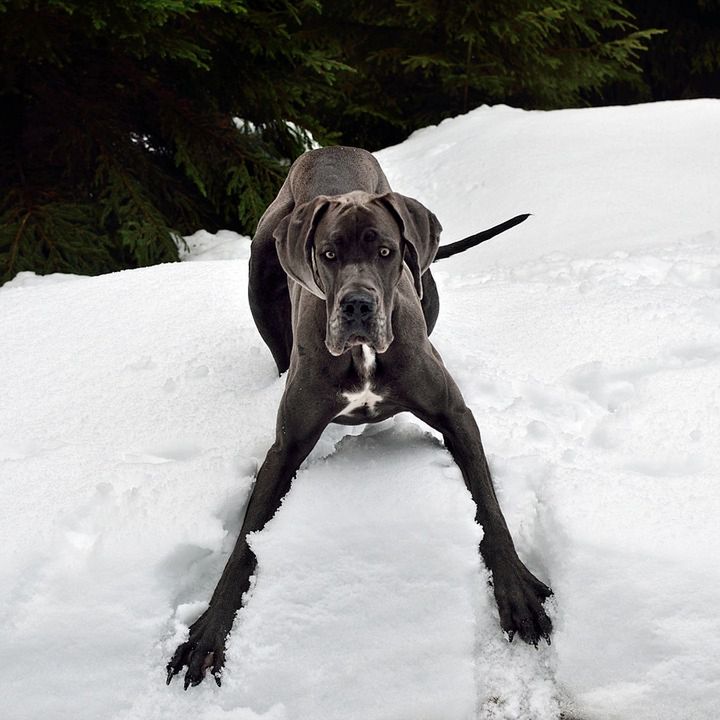 Dog niemiecki największy pies świata