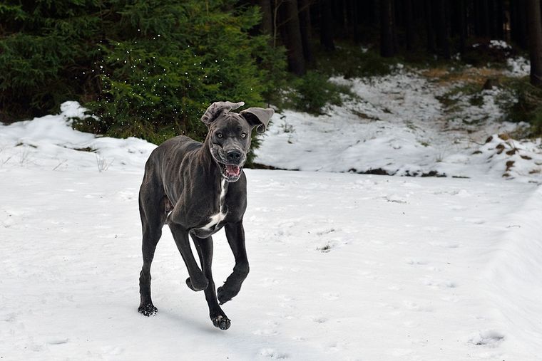 Dog niemiecki - największy pies świata