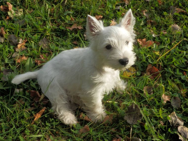 West Highland white terrier szczeniak
