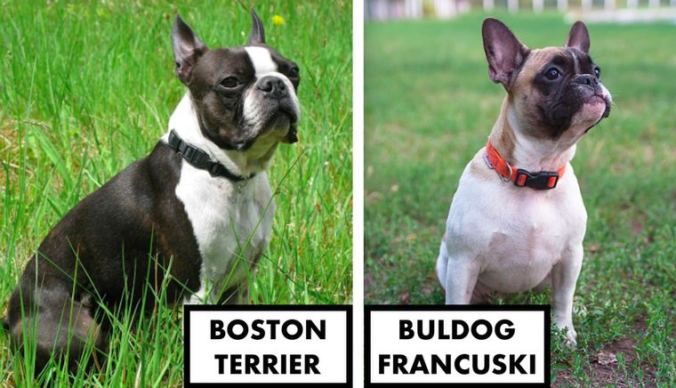 Boston terrier a buldog francuski