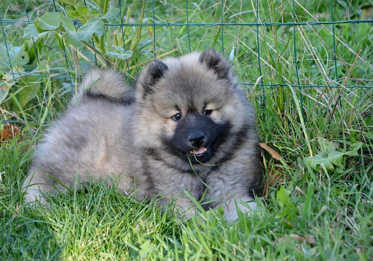 Eurasier szczeniak