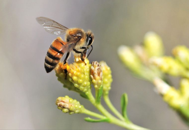 Ogólnopolski Wielki Dzień Pszczół