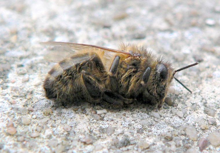 Wymieranie pszczół