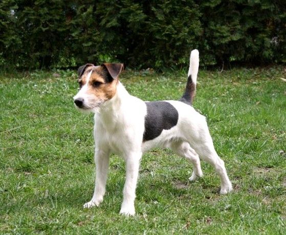 Pies Parson Russell terrier