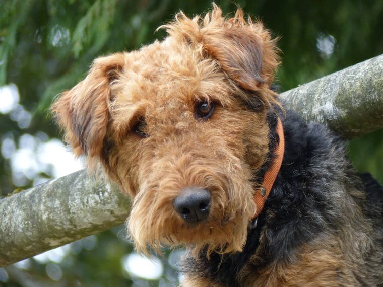 Pies airedale terrier