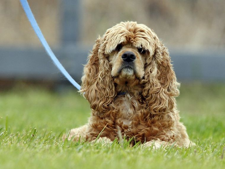 Amerykański cocker spaniel