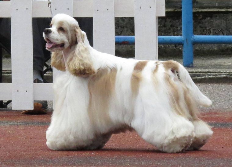 Cocker spaniel amerykański