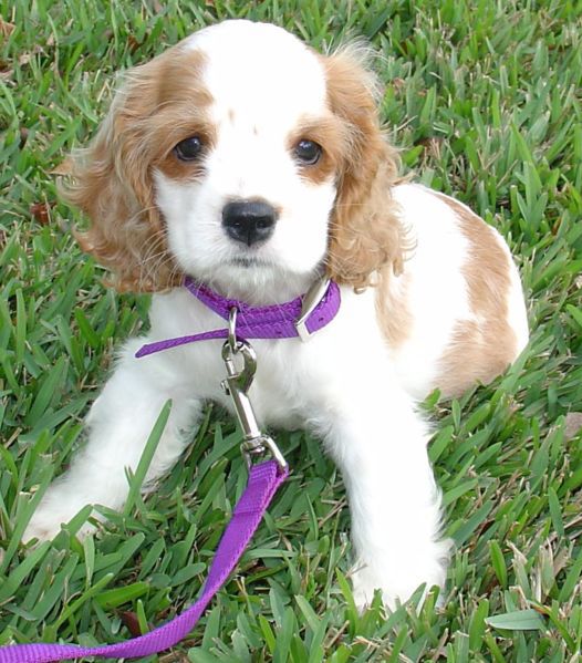 Cocker spaniel amerykański szczeniak