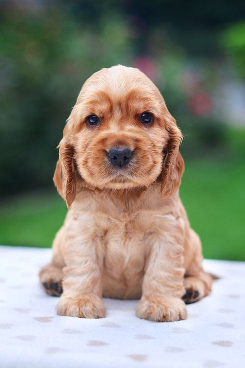 Cocker spaniel amerykański szczeniak 