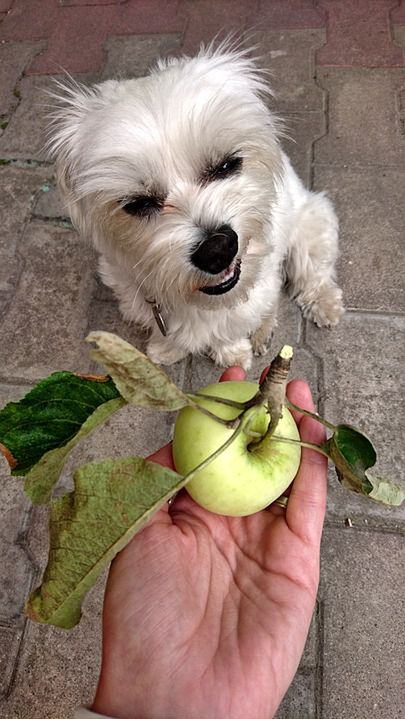 Czy psy mogą jeść jabłka 