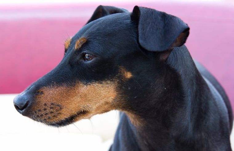 Pies Manchester terrier