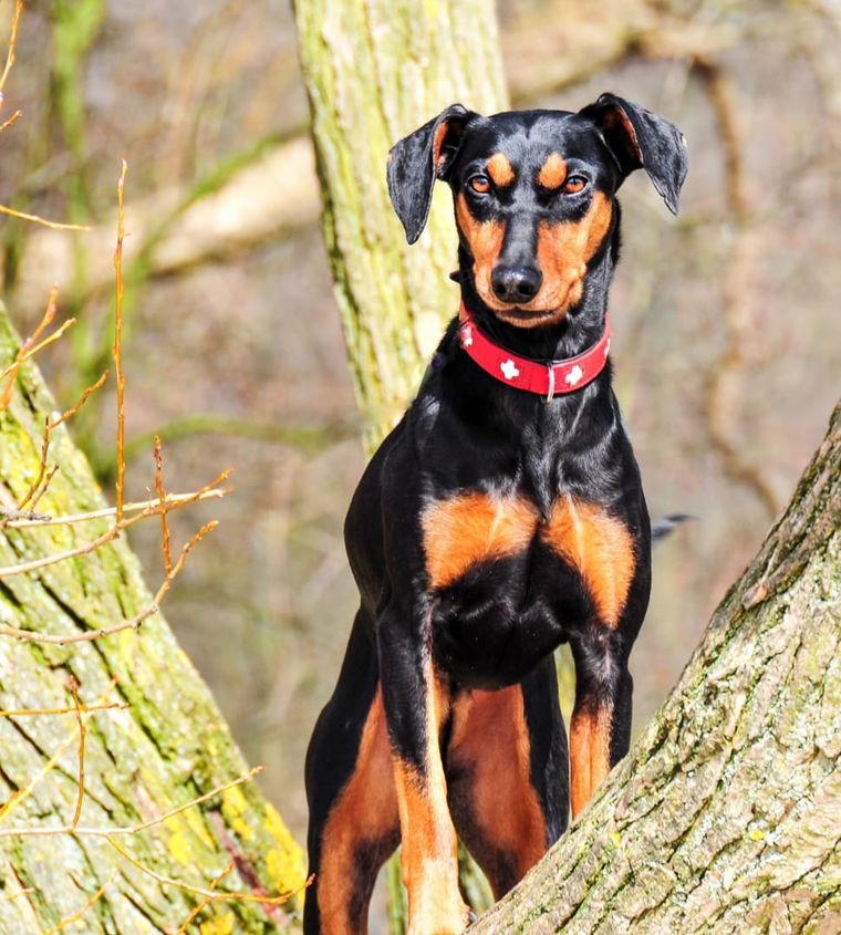 Black and tan terrier