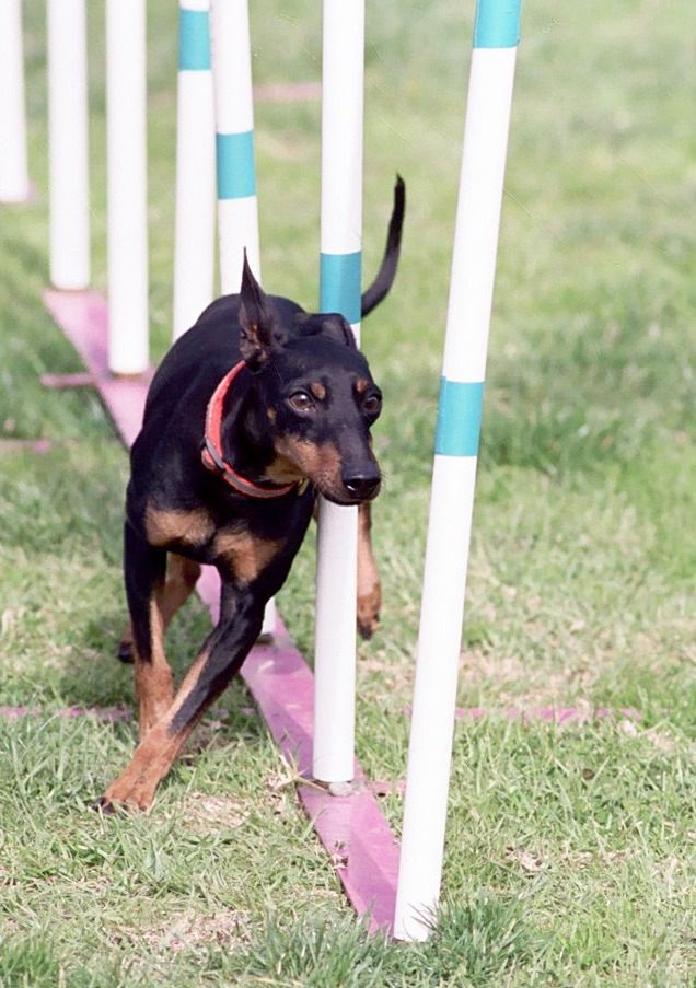 Black and tan terrier