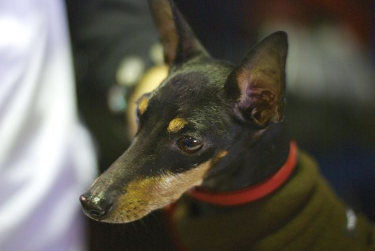 Black and tan terrier