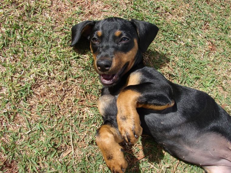 Manchester terrier szczeniak