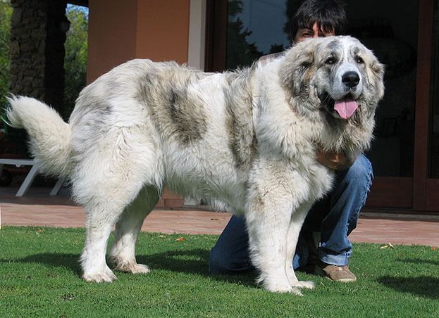 Pies mastif pirenejski