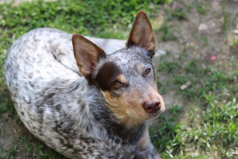 Australian cattle dog