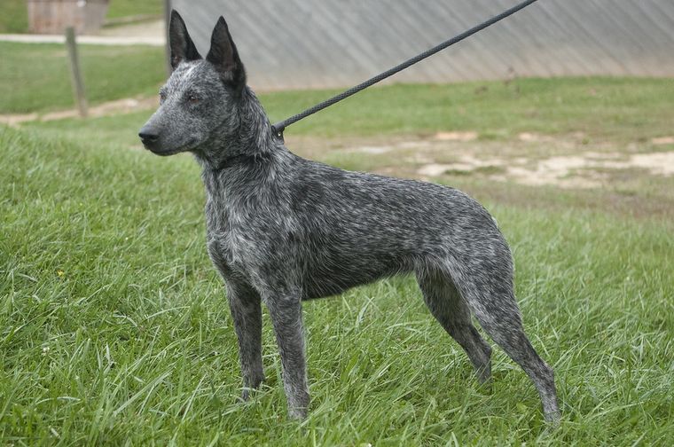 Australian blue heeler