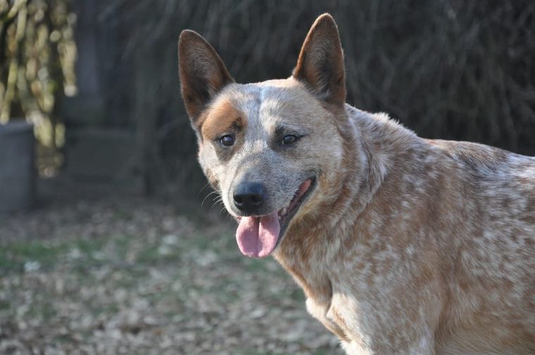 Australian queensland heeler