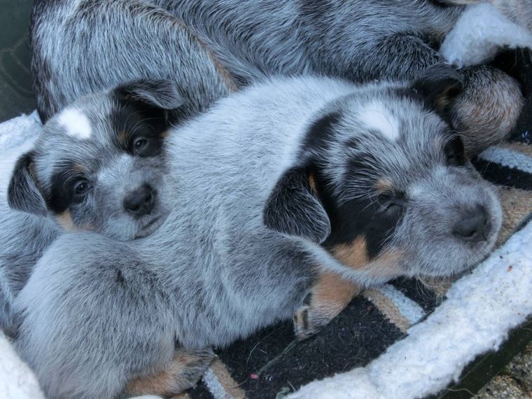 Australian cattle dog szczeniaki